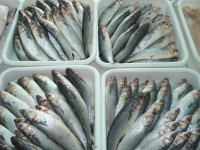 /album/fotos/pqaaapxzaf0l1w7rabm-4g5bqpcavps8hms4wtqfkc-ok7y81apebr7jkhdbygqptvmslbflblbtbrp3k5l-0dlykf4am1t1ubtzxuycnrgqv6khnmiyjikkyxok-jpg/